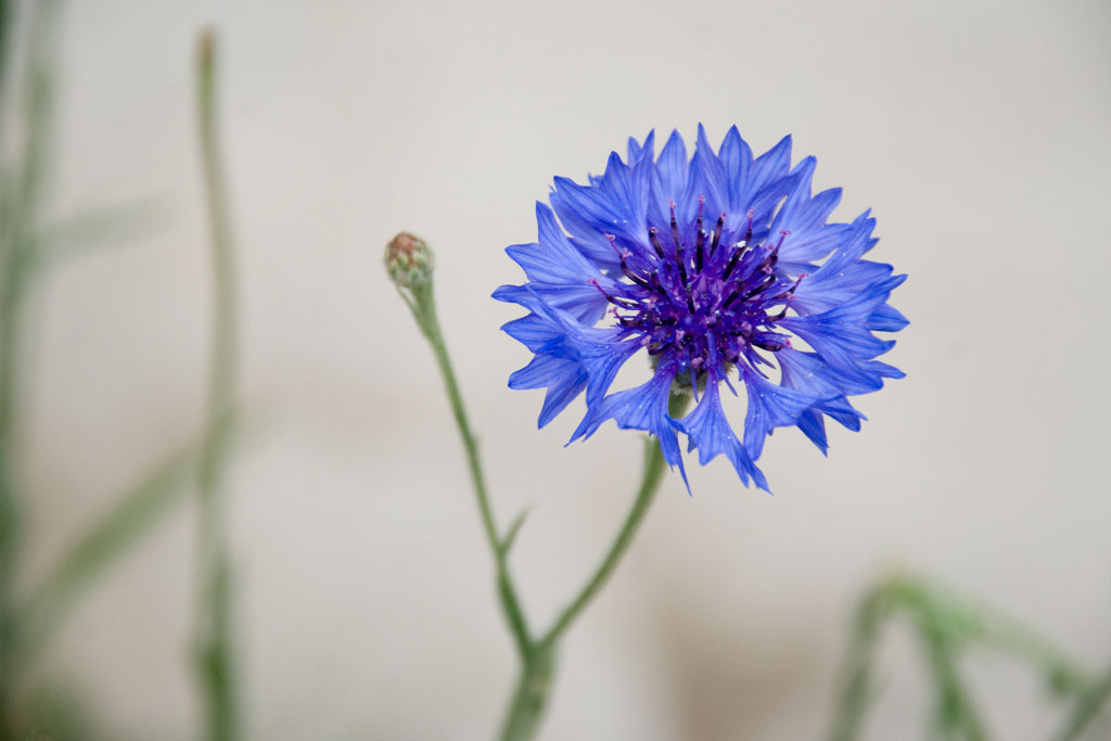 glide Lilla mistet hjerte Blue Flower Earl Grey - The Tao Of Tea