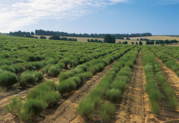 Fields of France Rooibos (Organic)
