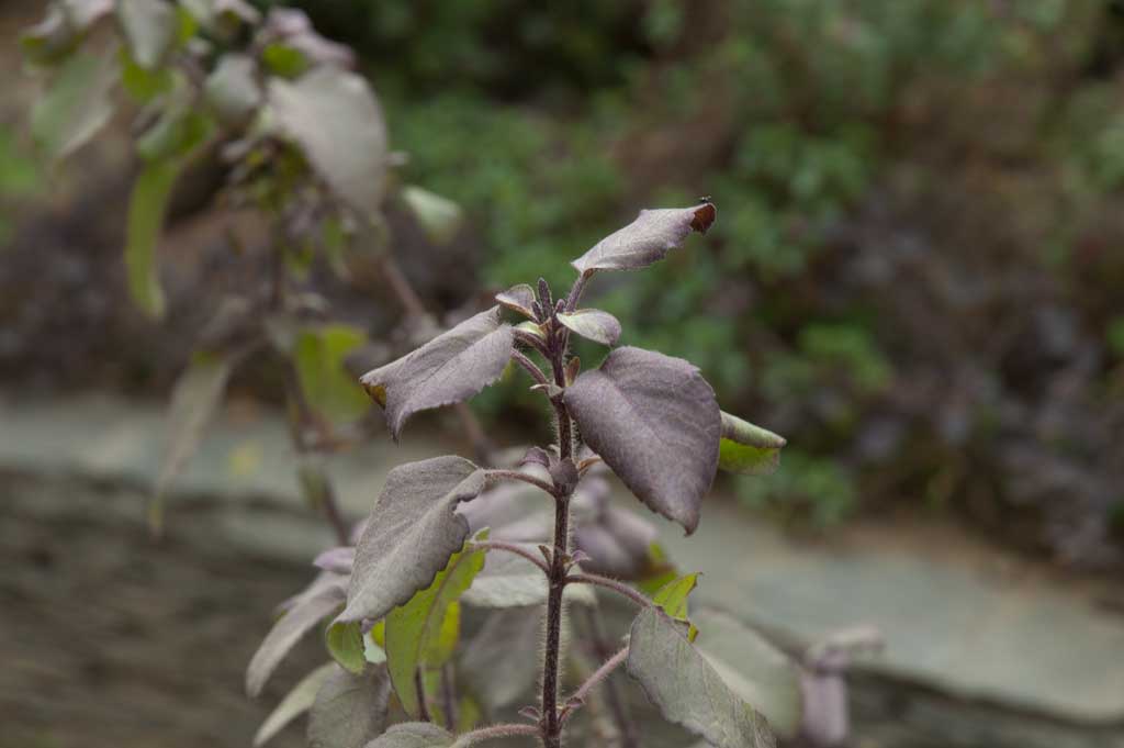 Purple Leaf Krishna Tulsi - The Tao Of Tea